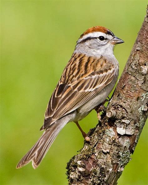 Chipping Sparrow Spizella Passerine North America Chipping Sparrow