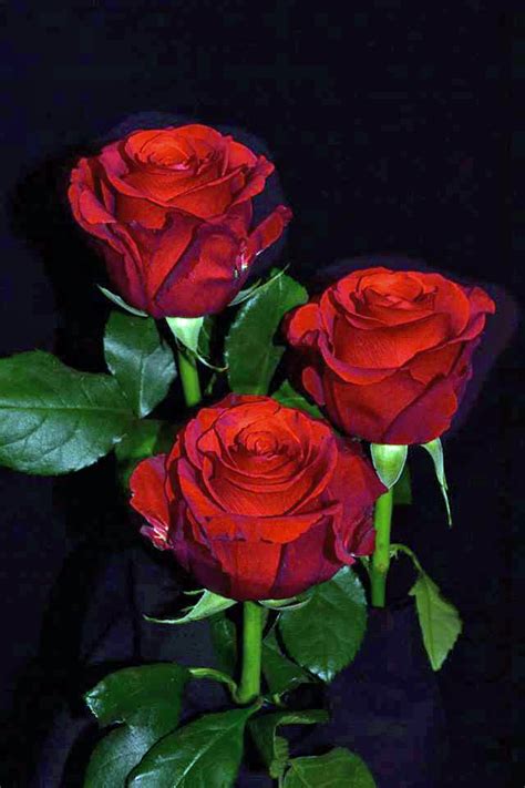 Sexy Red Roses Metropolitan Wholesale Metropolitan Wholesale