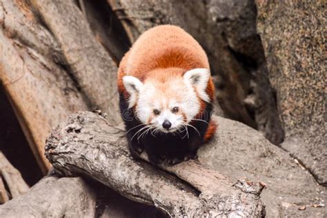 Red Panda Firefox Mammal Animal Stock Image Image Of Ailurus Nature