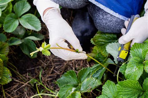 Here's how to transplant strawberries and how not to make compost. How to Grow Strawberries