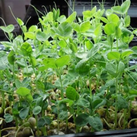 Sprouting Green Pea Seeds 25 Lbs Bulk Non Gmo Organic Sprout