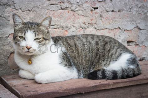 Cat Laying Down Leisure On Wooden Chair Stock Photo Crushpixel