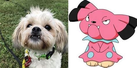128 Pokémon Names For Dogs Cuteness