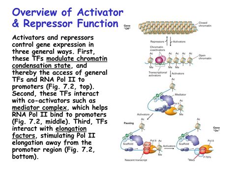 Ppt Chap Transcriptional Control Of Gene Expression Part C