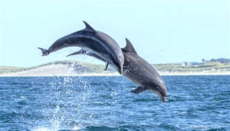 Flipping Marvellous Pod Of Dolphins Puts On Incredible Acrobatic