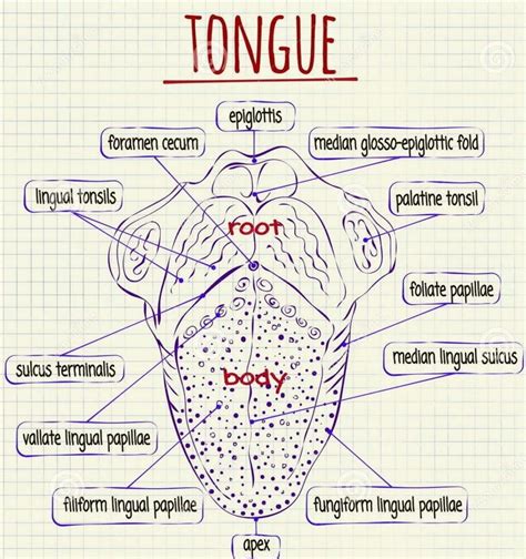 Human Tongue Archives Graph Diagram