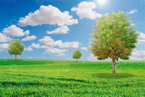 Beautiful Trees In The Meadow Onely Tree Among Green Fields In The