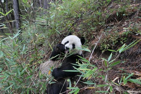 Giant Panda Conservation Has Far Reaching Value Study