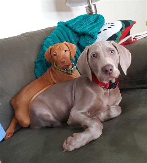 Vizsla Puppies Texas Adoption