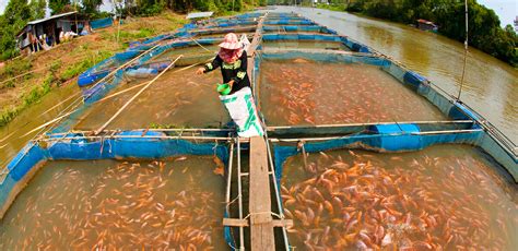 Siah kah hock a former 4 student from kg chuah of ns. Dear Modern Farmer: Is Fish Farming Sustainable? - Modern ...