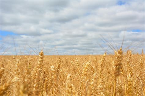 Wheat Field Under Blue Cloudy Sky · Free Stock Photo