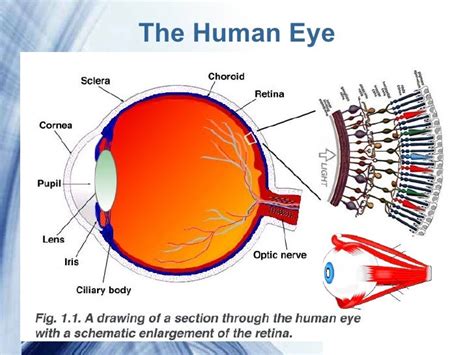 Light Lenses And The Human Eye