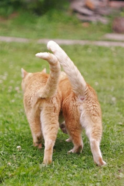 Why Do Cats Chase Their Tails Its Not What You Think Feline Paws