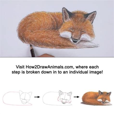How To Draw A Fox Sleeping Video And Step By Step Pictures Sleeping
