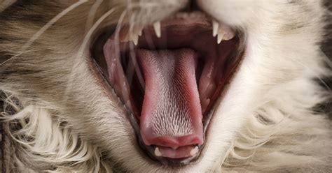 Feature Fascinating Facts About Cat Tongues