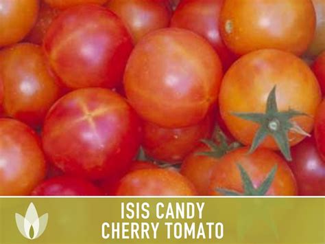 Isis Candy Cherry Tomato Heirloom Seeds Salad Garden Etsy