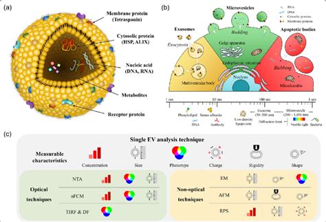 a schematic diagram of the extracellular vesicle and its components b download scientific