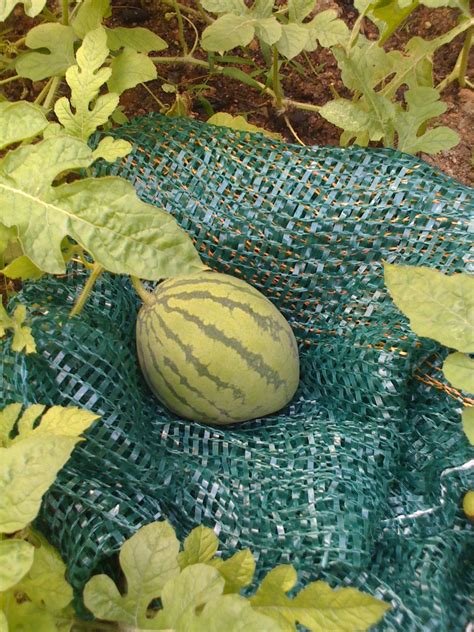 Gardening Dream Inspire Mini Watermelons
