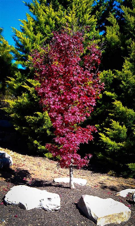 Maybe you would like to learn more about one of these? Twomblys Red Sentinel Japanese Maple | Japanese maple tree ...