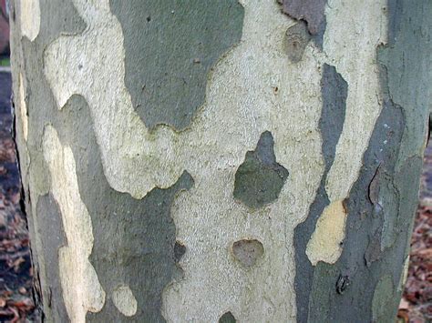 Poplar Bark Tree Trunk Free Photo On Pixabay