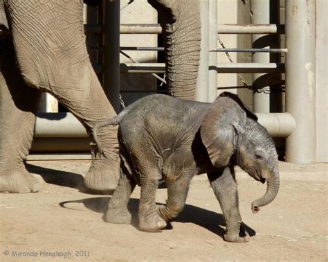 Gorgeous With Attitude Newborn African Elephant Calf San Diego Zoo