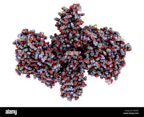 Botulinum Toxin A Molecular Model Stock Photo Alamy
