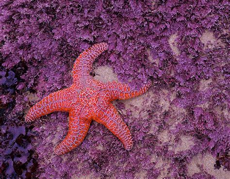 Ochre Sea Star Pisaster Ochraceus By Danita Delimont