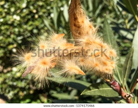 Hairy Seed Pods Nerium Oleander ภาพสต็อก 1374175466 Shutterstock