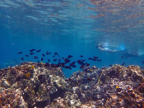 Morning Kealakekua Snorkeling Tour Fair Wind Cruises Snorkeling