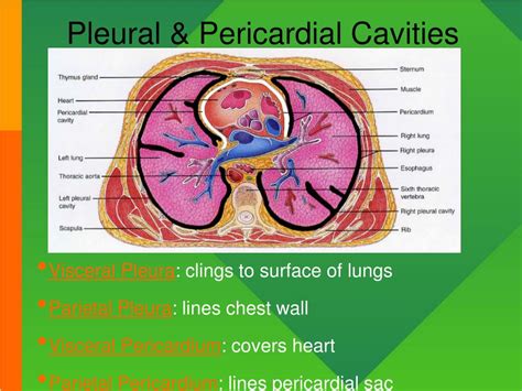 Ppt Introduction To Anatomy And Physiology Powerpoint Presentation Id