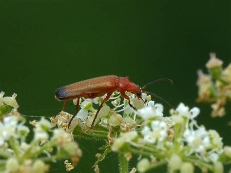 Common Red Soldier Beetle Rhagonycha Fulva Cornard Mere Flickr