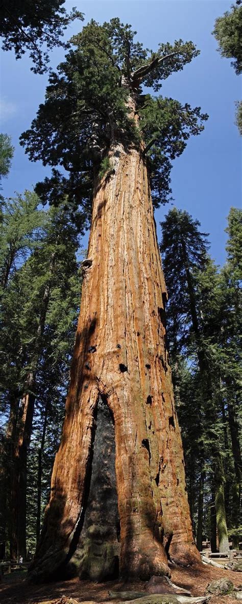 General Sherman A Giant Sequoia Tree In Giant Sequoia National Park