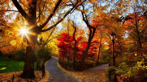 Road Between Fall Autumn Trees With Lamp Post With Sunbeam Hd Nature