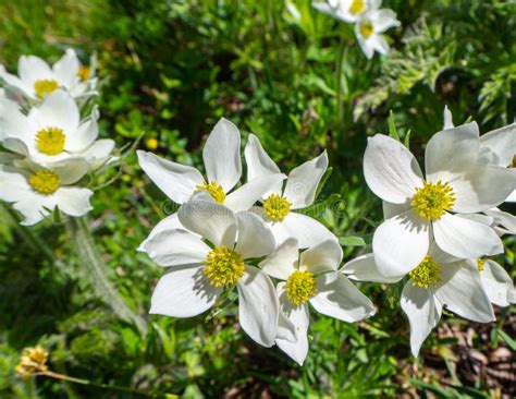 Pretty White Mountain Flowers In Spring Italian Alps Stock Image