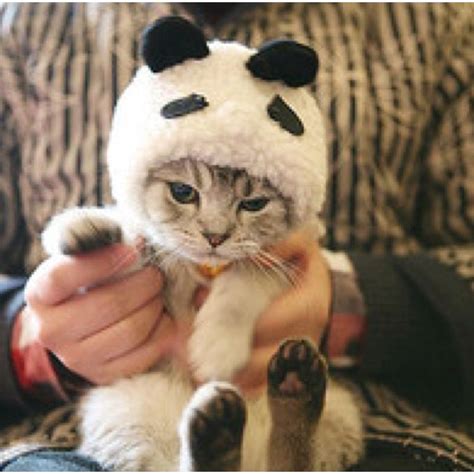 Panda Costume Kitten Cute Panda Kitten Kittens In Costumes Panda