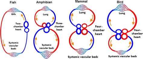 One atrium and one ventricle. Comparative circulatory systems in fish, amphibians, mammals, and birds. In fish's single ...