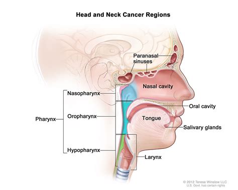 Nasal Cavity And Paranasal Sinus Cancer Miami Cancer Institute