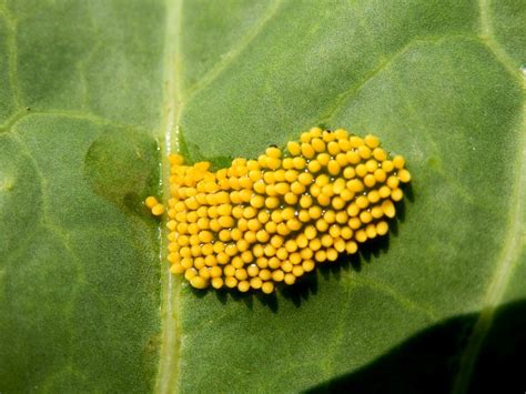 Identifying Insect Eggs In The Garden