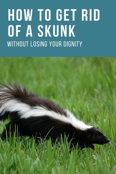 Locate the beaver activity area. How to Trap a Skunk Trapping Tips and Bait | Taxidermy ...
