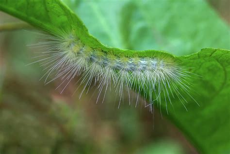 Fall Webworm Caterpillar 5616 Photograph By Jerry Owens Fine Art