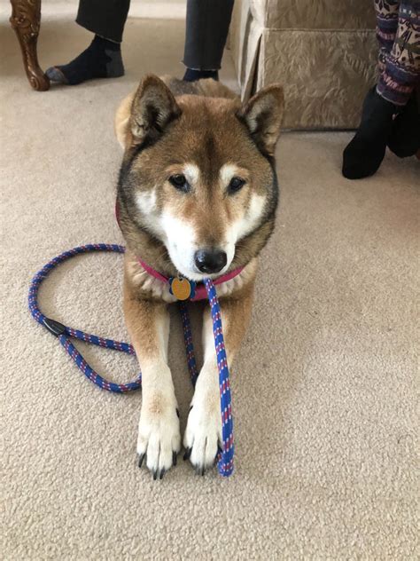 These tips are handy when selecting a shiba puppy. Rocky **ON ADOPTION TRIAL** - Colorado Shiba Inu Rescue