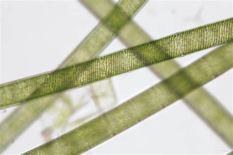 Chlorophyta The Green Algae Biology Wise
