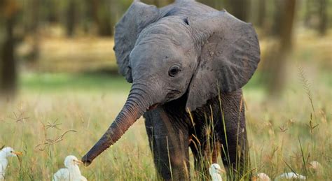 Elephants marching to distant waterholes. 10 Big African Animals Names and Pictures