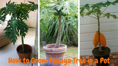 How To Grow Papaya In A Pot Step By Step Process