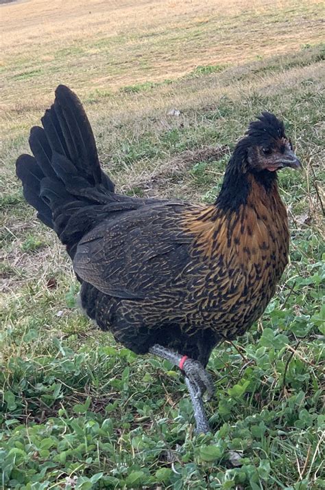 Our Chickens — Hale Family Farm