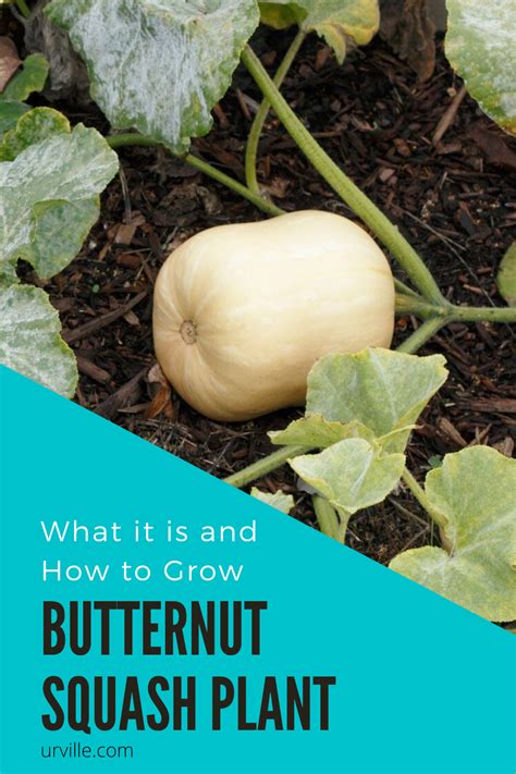Butternut Squash Plant What It Is And How To Grow It Squash Plant
