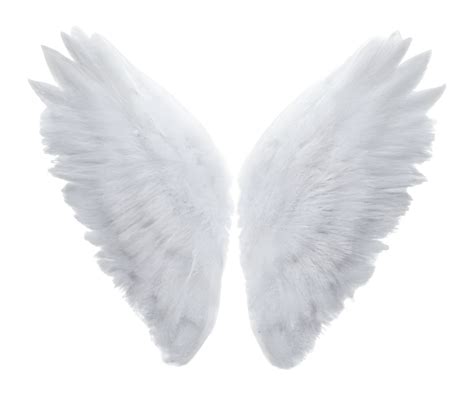 White Angel Wings 21887974 PNG