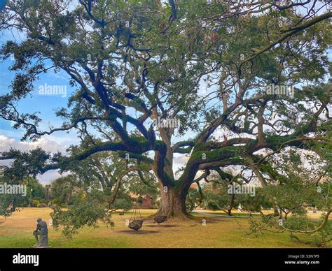 Live Oak Tree In Louisiana Near New Orleans Stock Photo Alamy