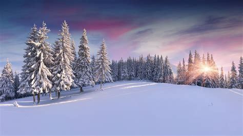 Pine Trees Covered In Snow Wallpaper Snow Pine Trees Sunrise Hd