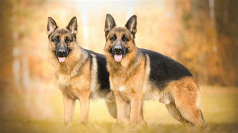 German Shepherd Dog Wallpapers Top Free German Shepherd Dog
